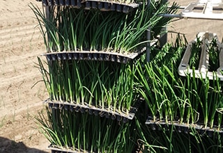 樅山農産の春の様子　写真1