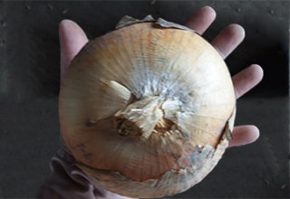 樅山農産の秋の様子　写真2